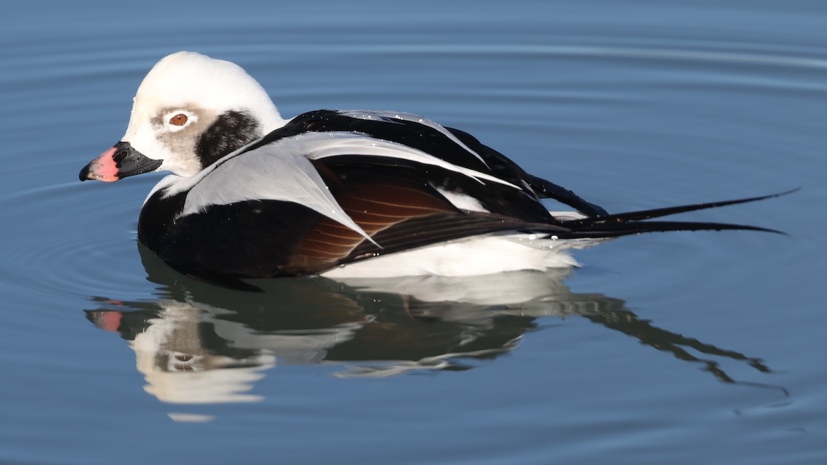 Harelde kakawi - ML647299403