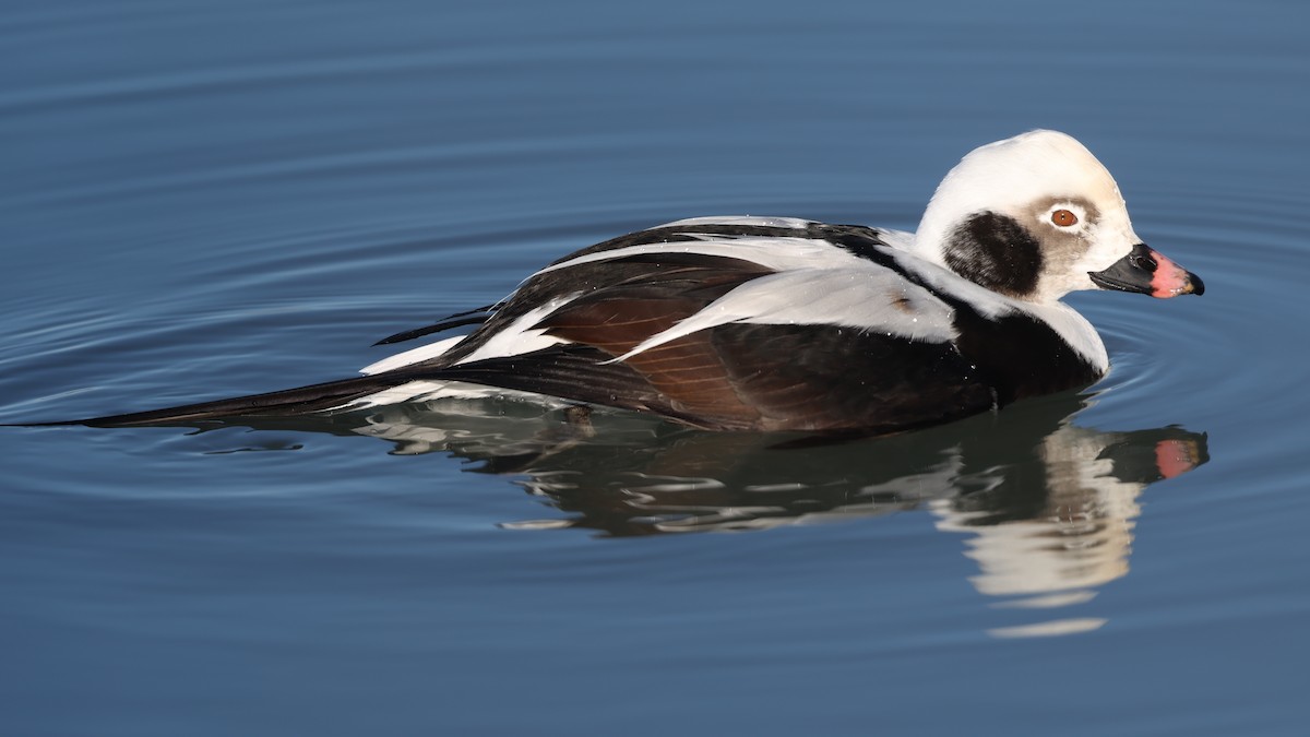 Harelde kakawi - ML647299404