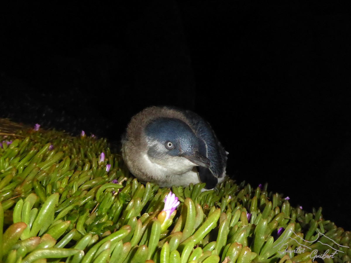 Малый пингвин - ML647299409