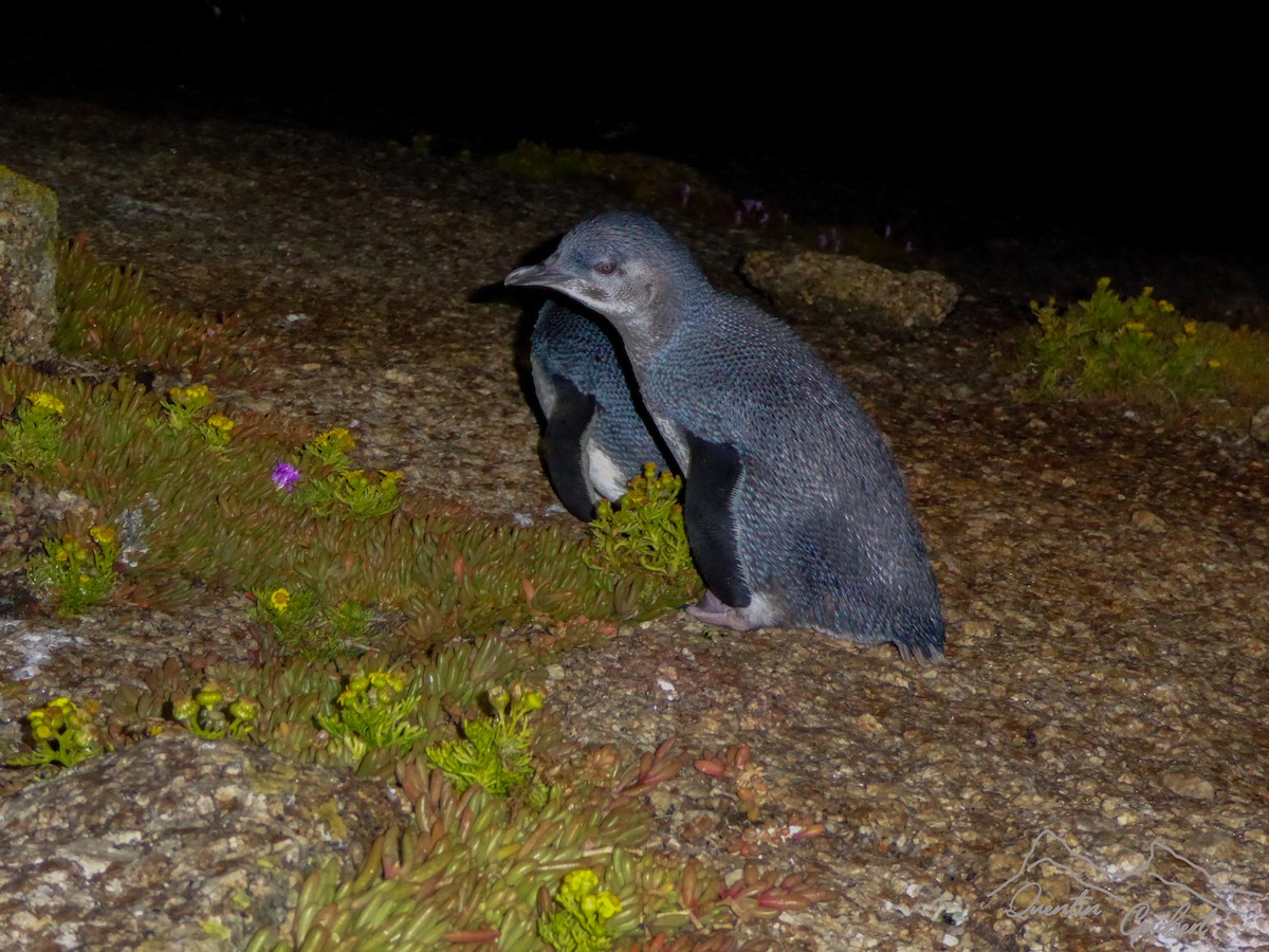 Малый пингвин - ML647299410