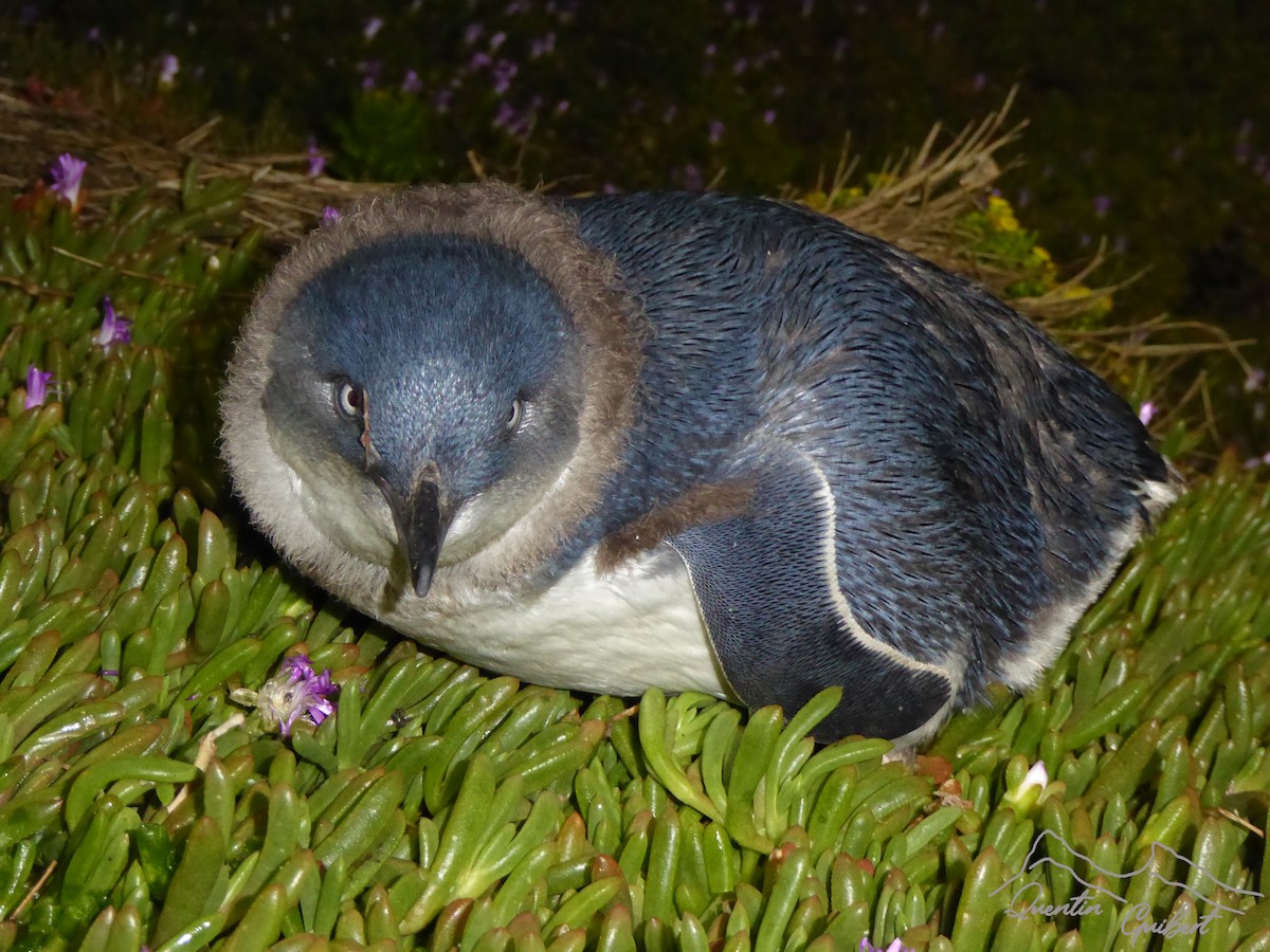 Малый пингвин - ML647299411