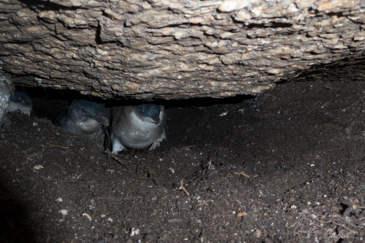 Малый пингвин - ML647299412