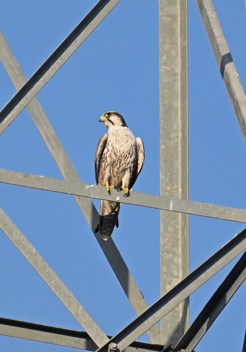 Falco laggar - ML647299417