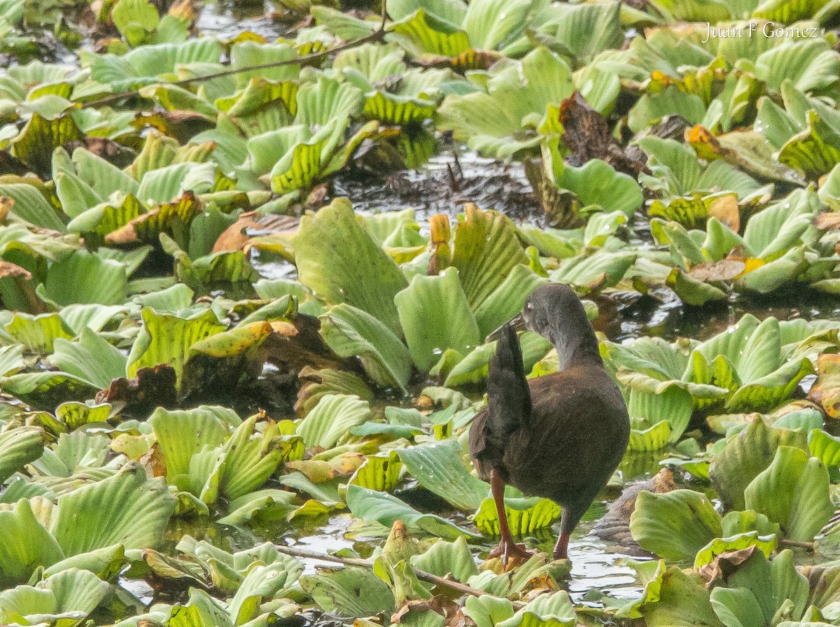Râle noirâtre - ML647299431