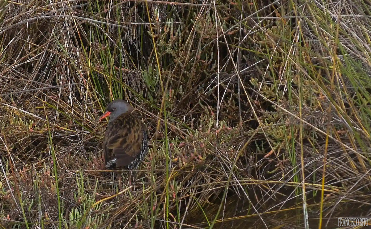 Sukılavuzu - ML647299440