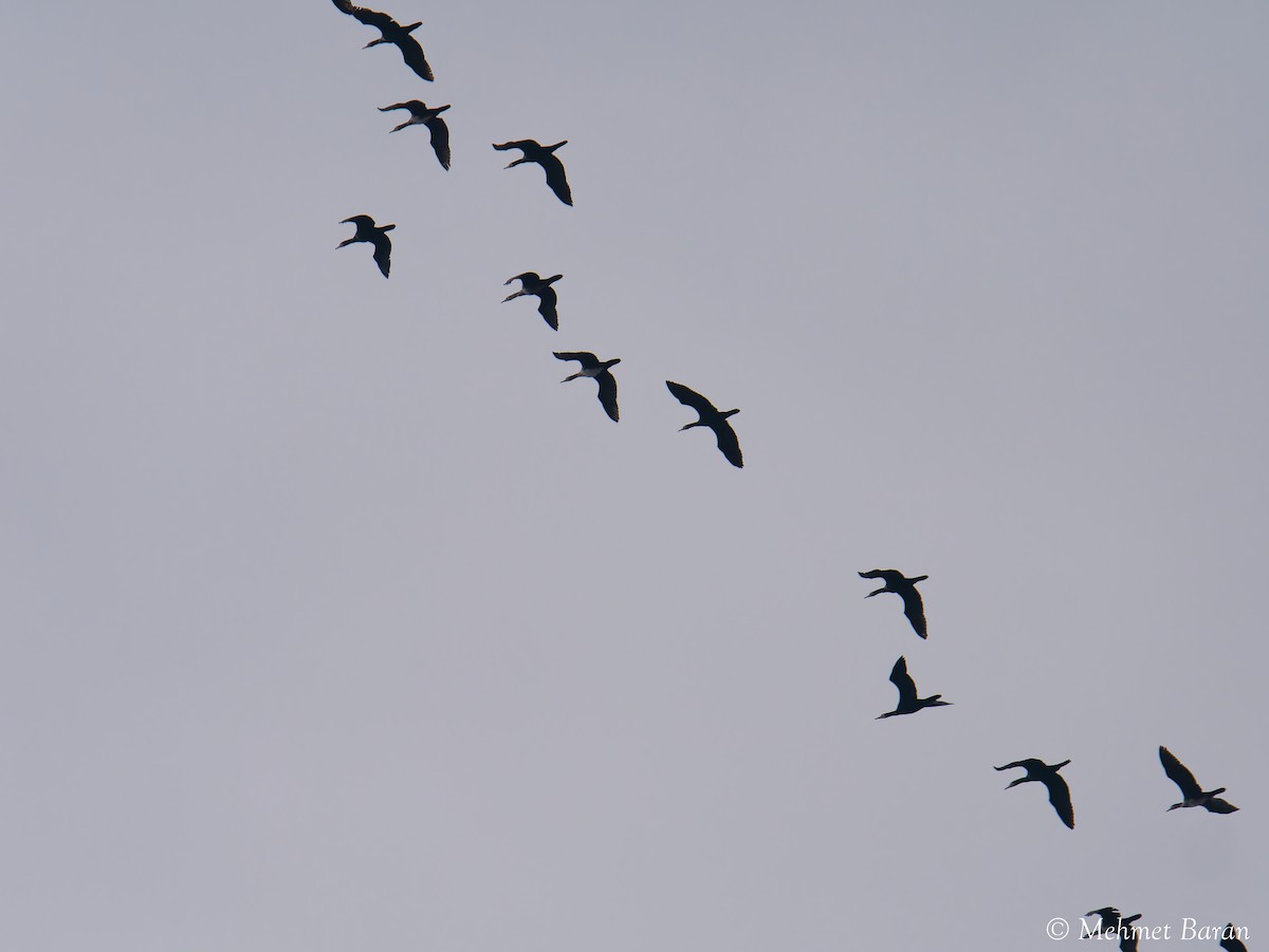 Great Cormorant - ML647299458