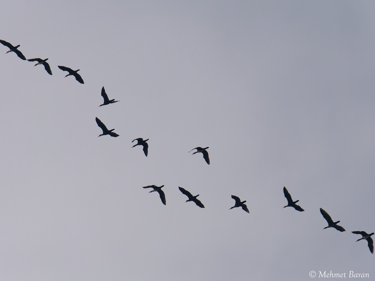 Great Cormorant - ML647299459