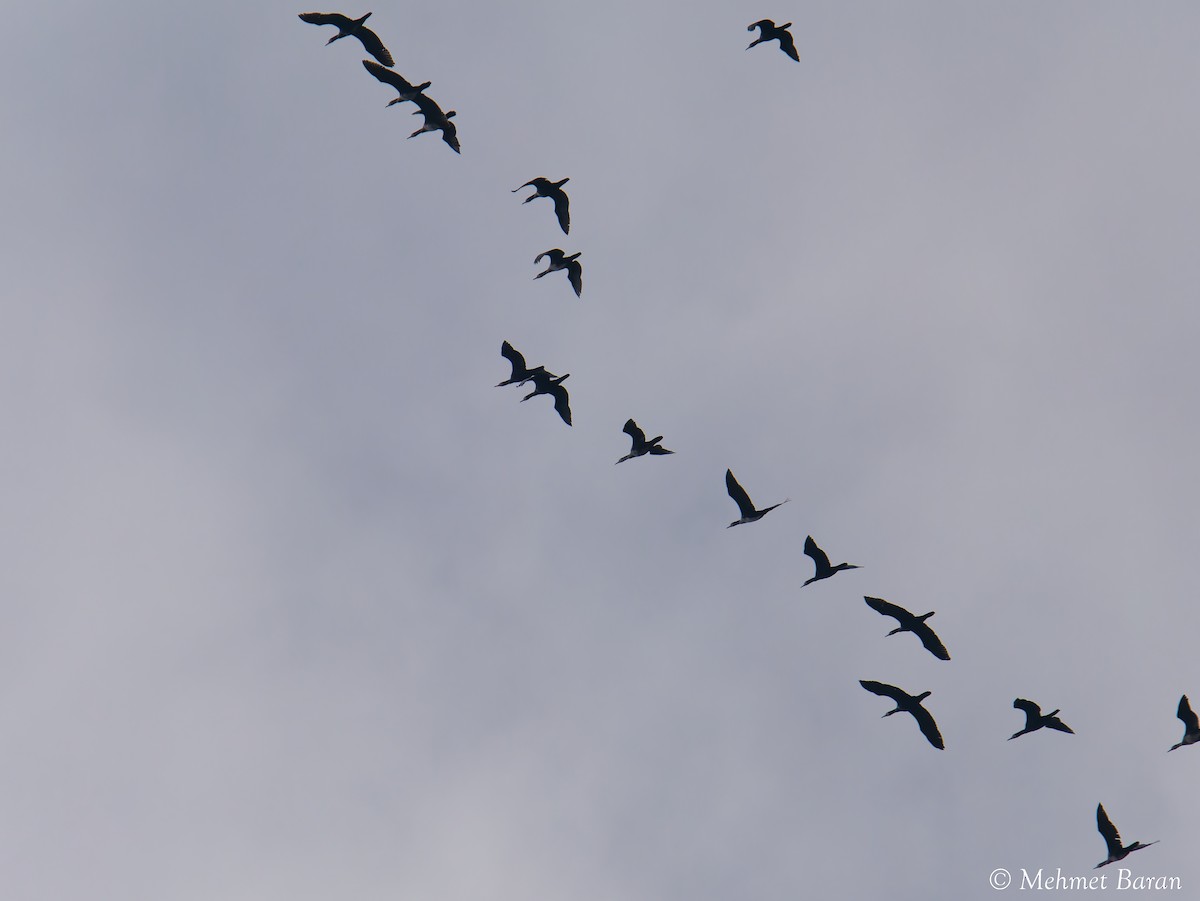 Great Cormorant - ML647299460