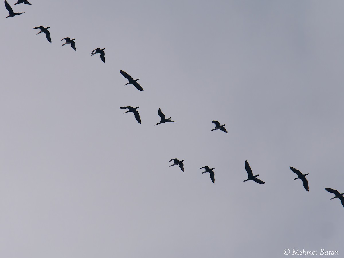 Great Cormorant - ML647299461