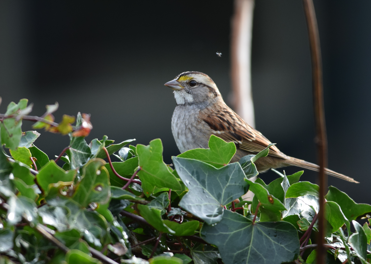 White-throated Sparrow - ML647299462