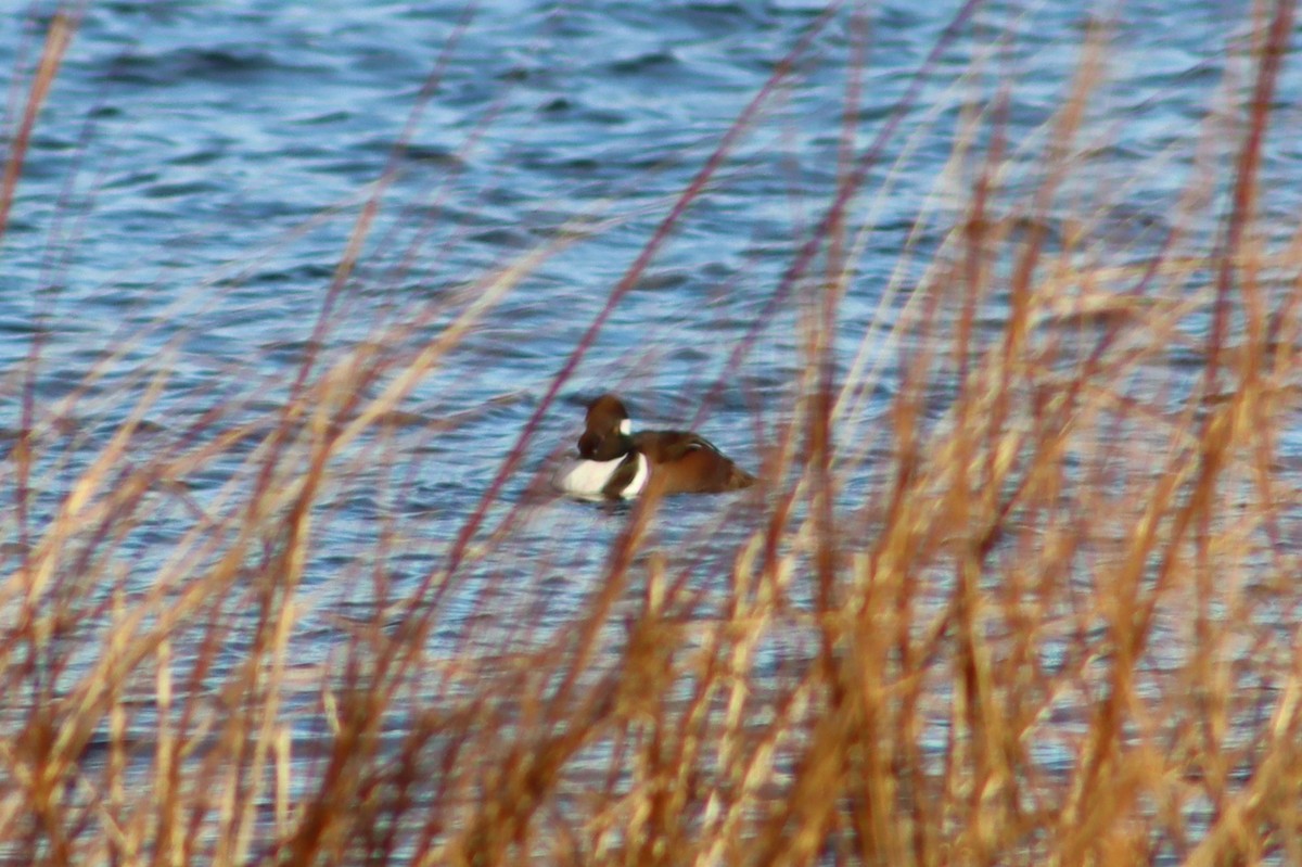 Hooded Merganser - ML647299467