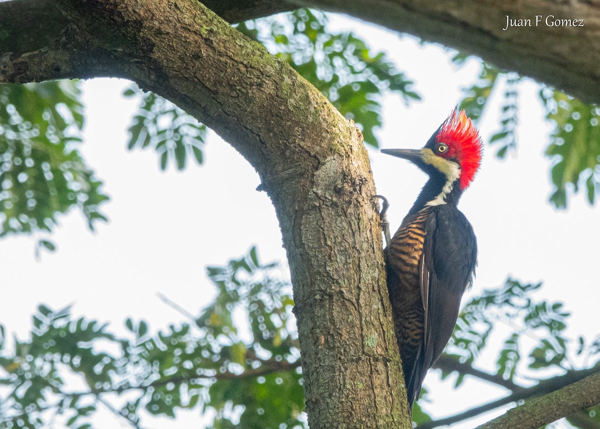Crimson-crested Woodpecker - ML647299472