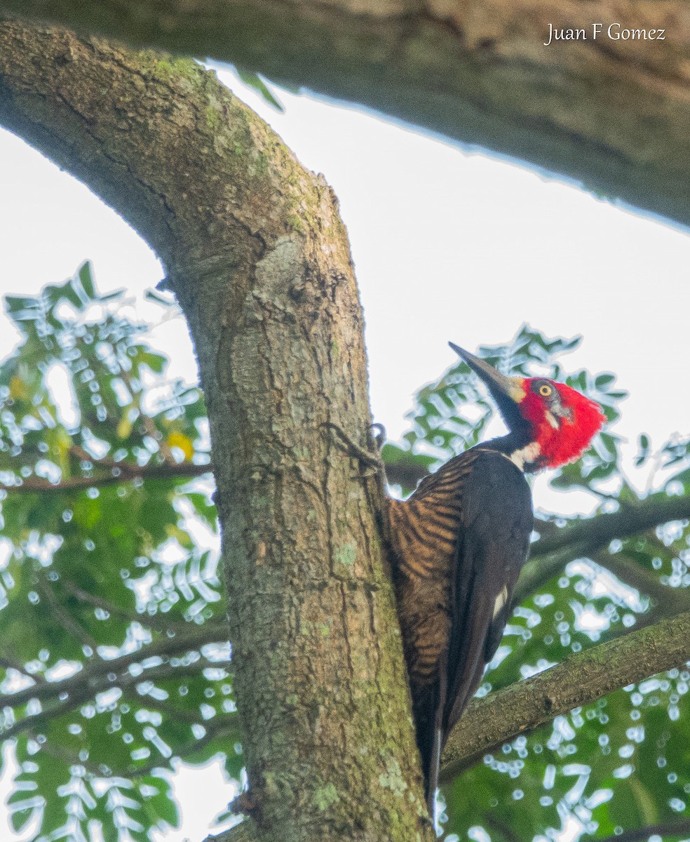 Crimson-crested Woodpecker - ML647299473