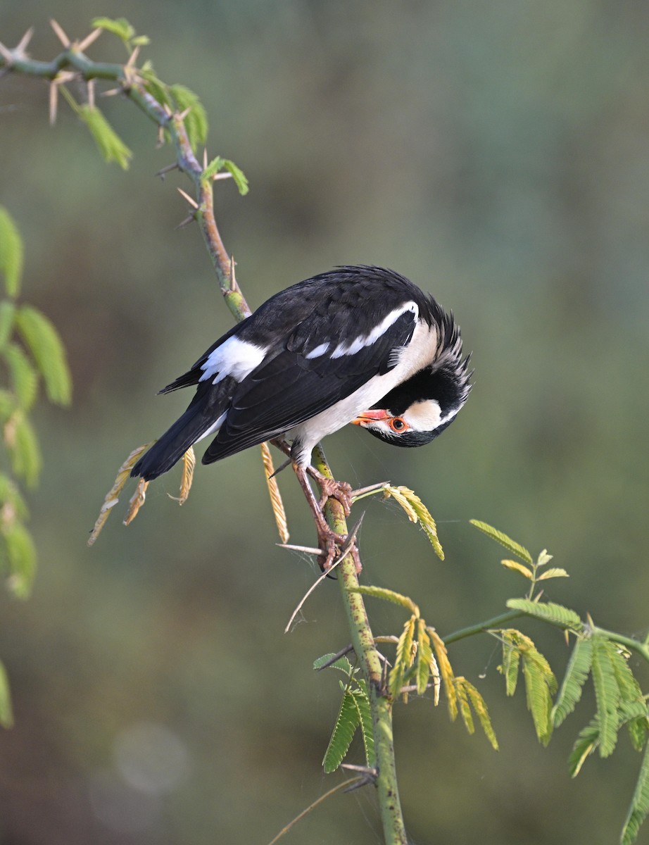 Indian Pied Starling - ML647299482