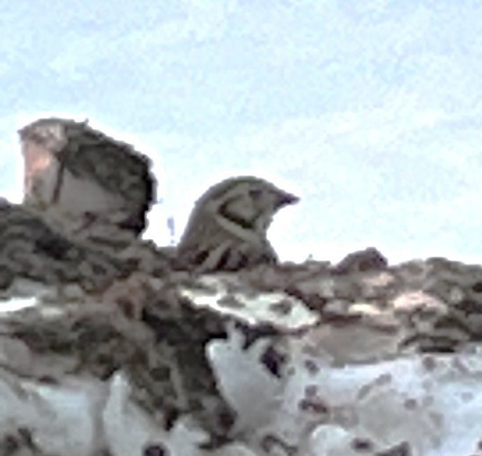 Подорожник лапландський - ML647299485