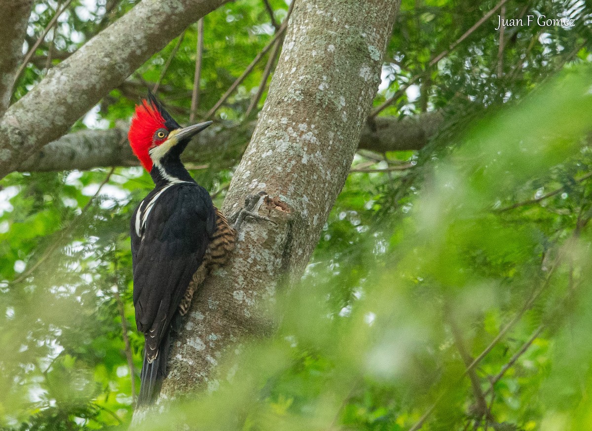 Crimson-crested Woodpecker - ML647299486