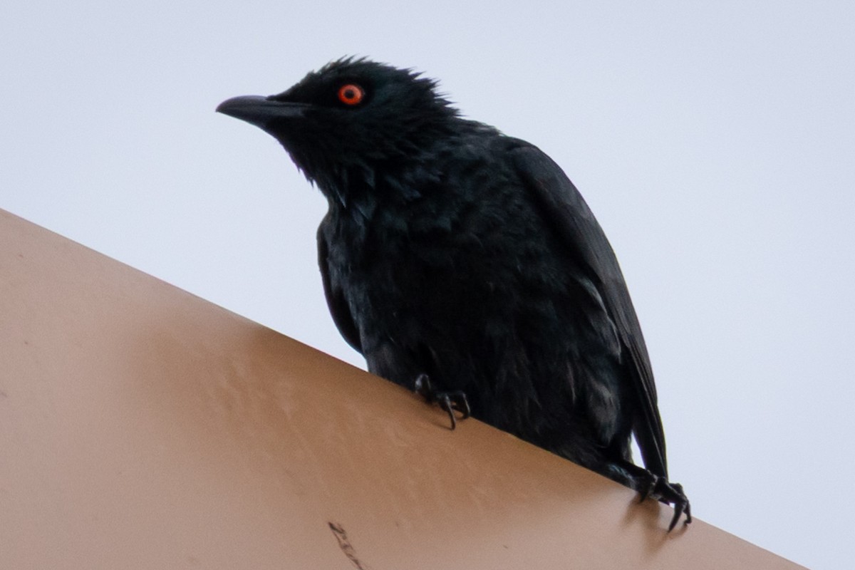 Stourne chanteur - ML647299487