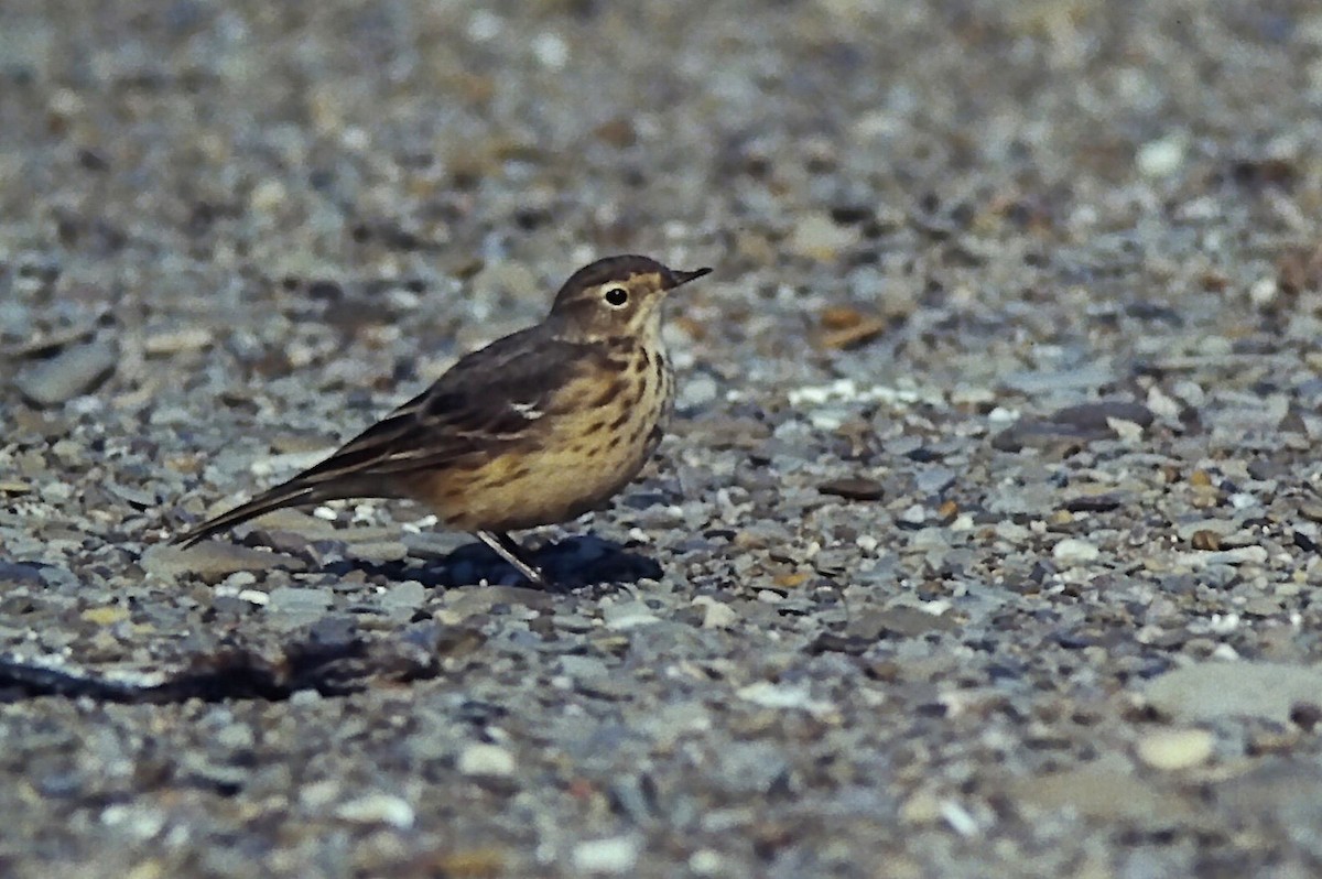 American Pipit - ML647299490