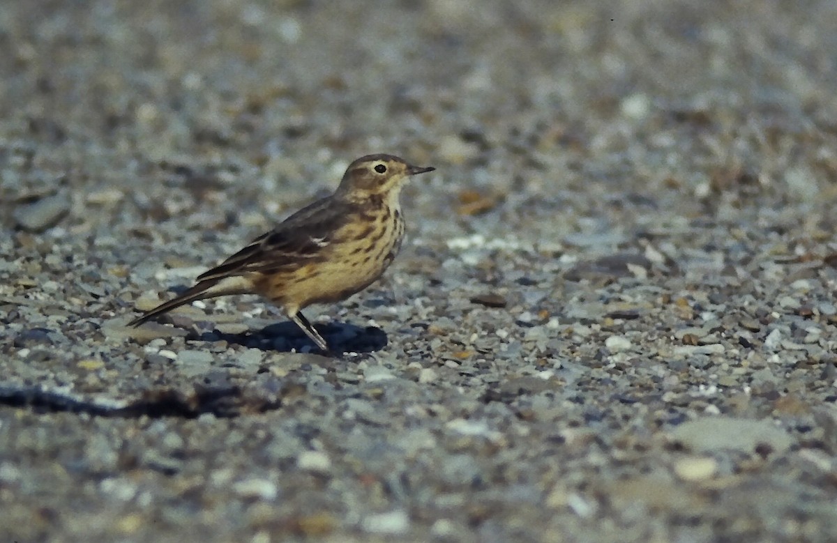 American Pipit - ML647299491