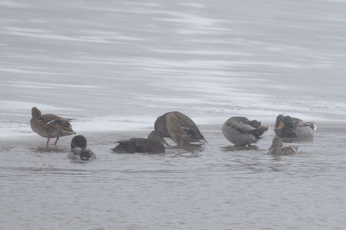 American Black Duck - ML647299492