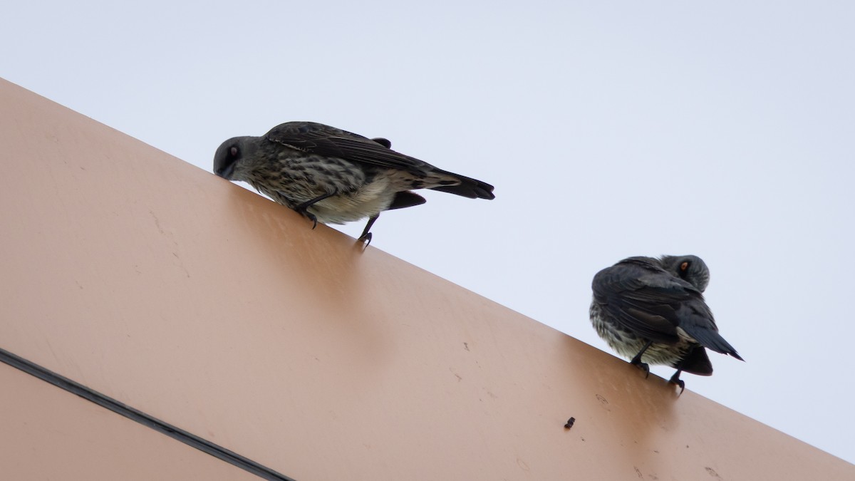 Singing Starling - ML647299495
