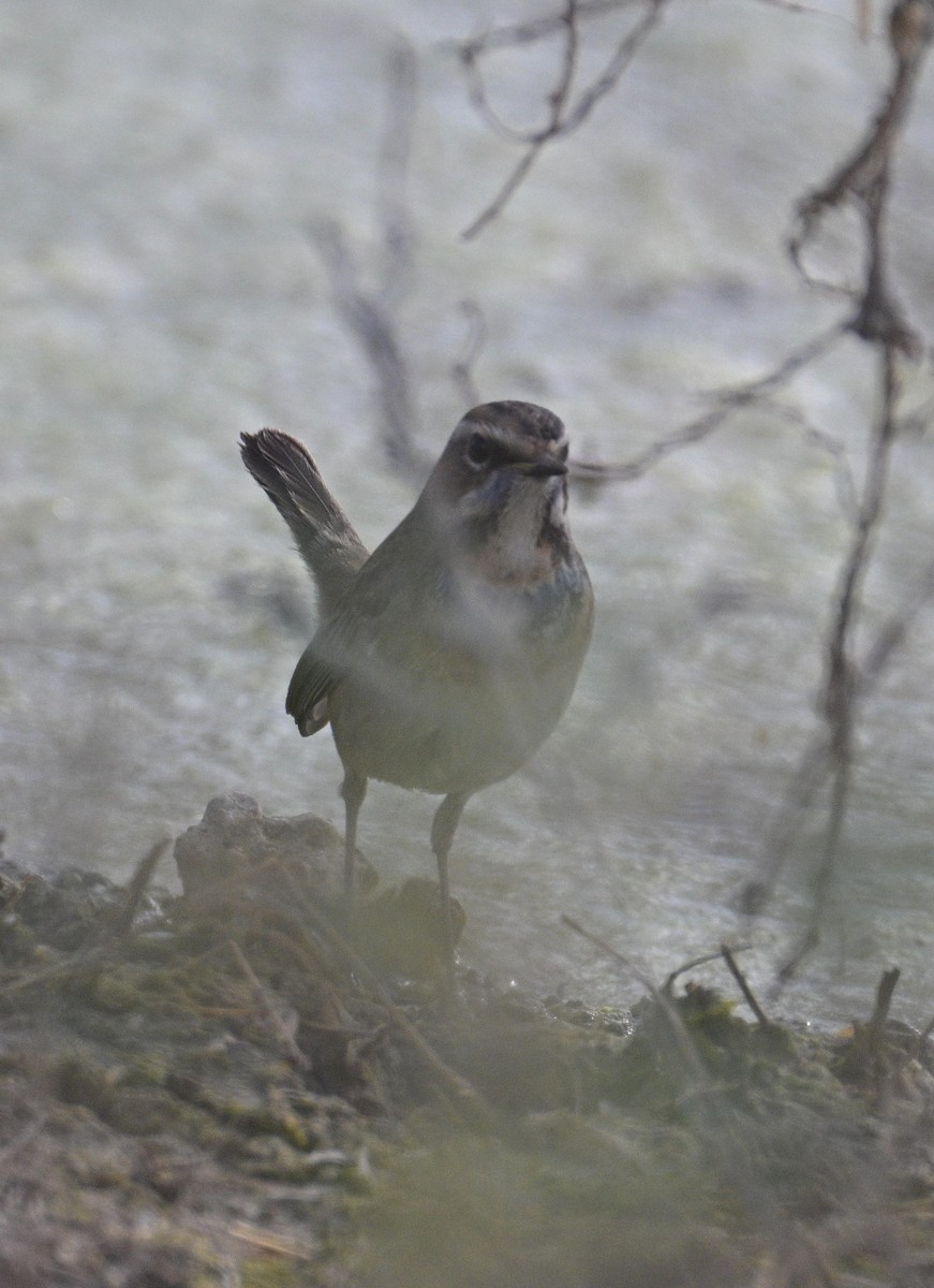 Bluethroat - ML647299500
