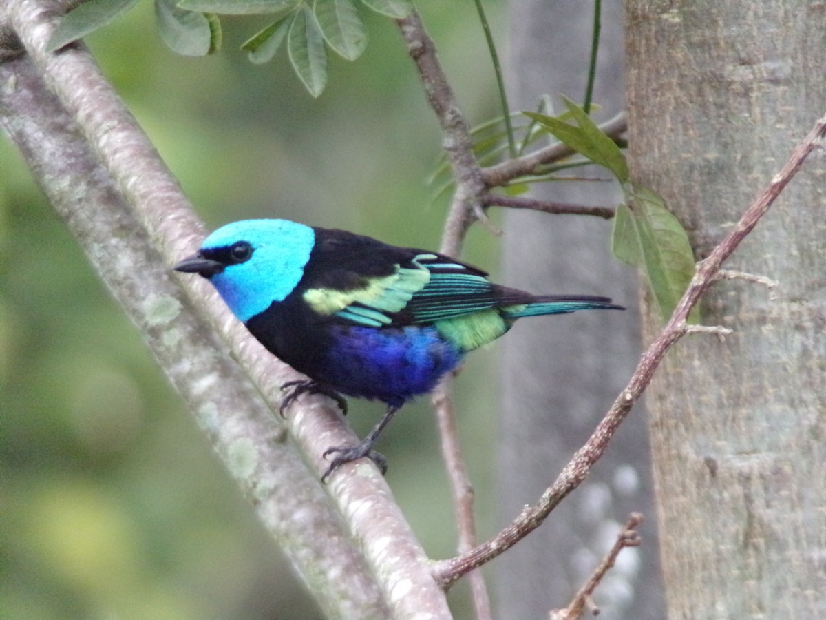 Blue-necked Tanager - ML647299504