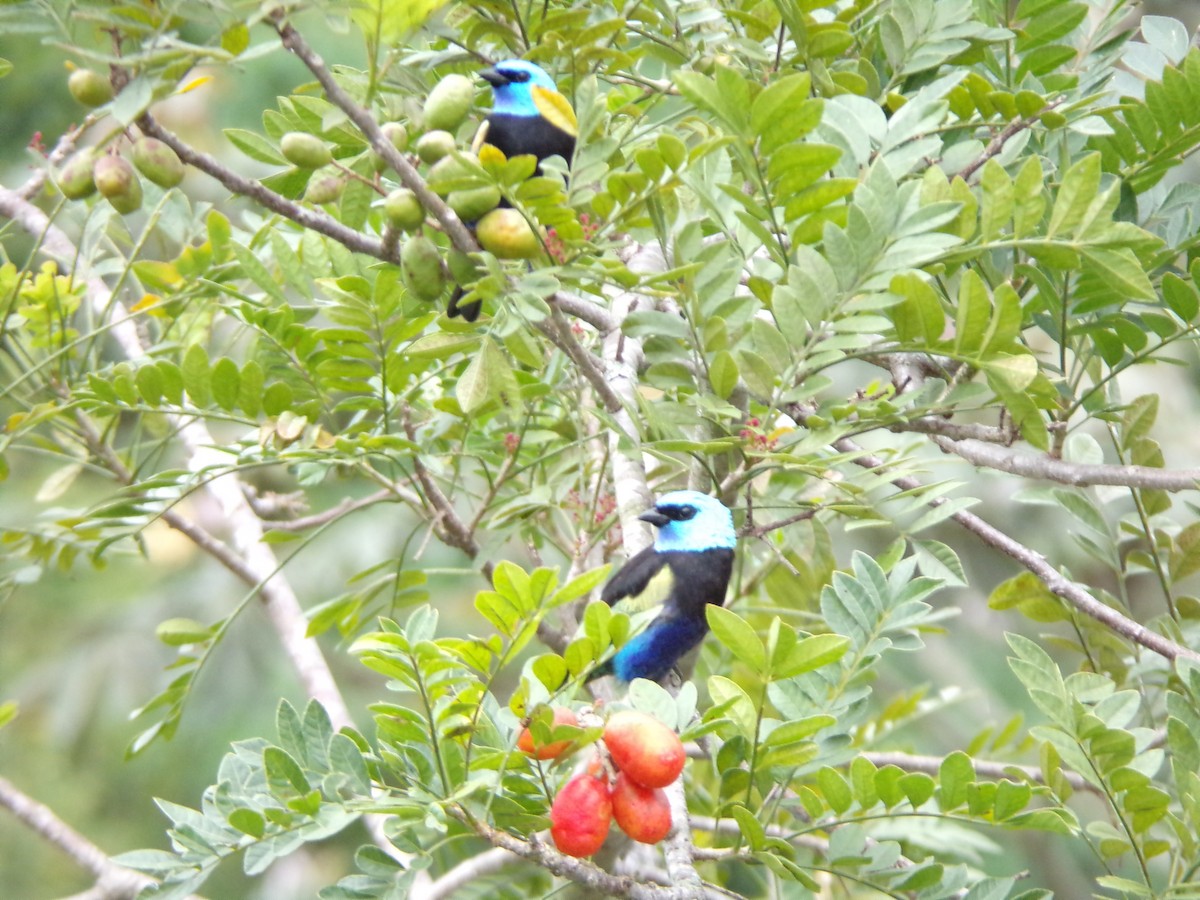Blue-necked Tanager - ML647299505