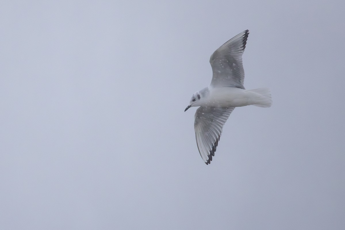 Bonaparte's Gull - ML647299506
