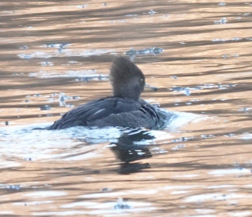 Hooded Merganser - ML647299507