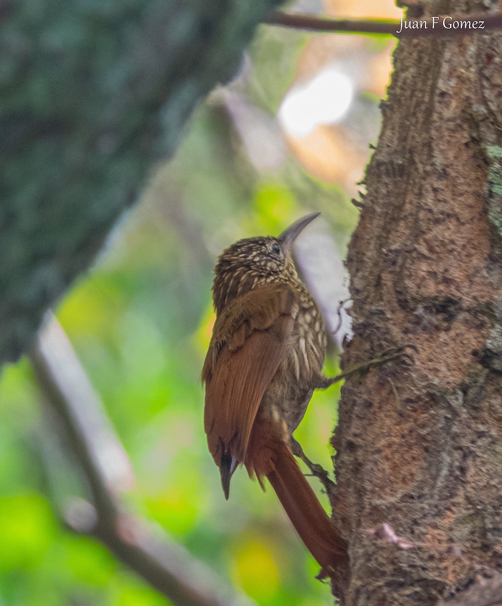 Streak-headed Woodcreeper - ML647299510