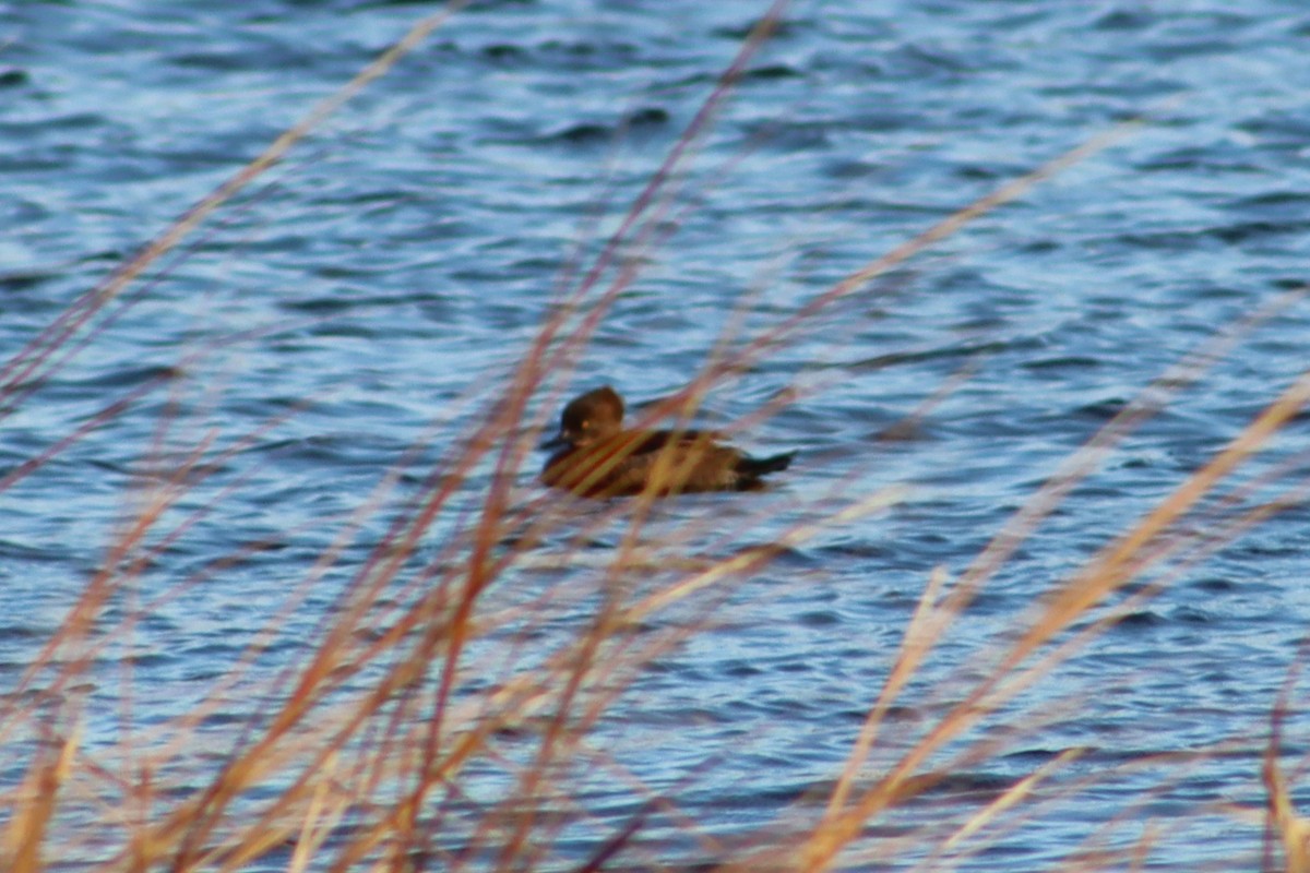 Hooded Merganser - ML647299512