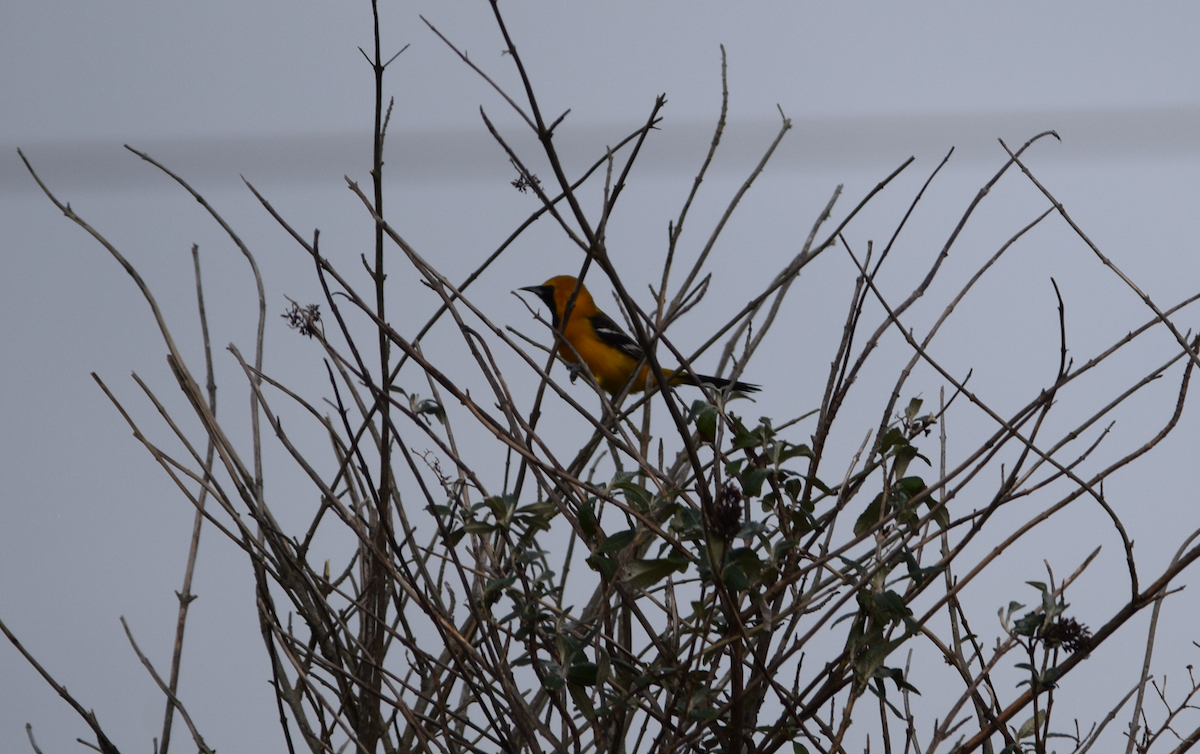 Hooded Oriole - ML647299516
