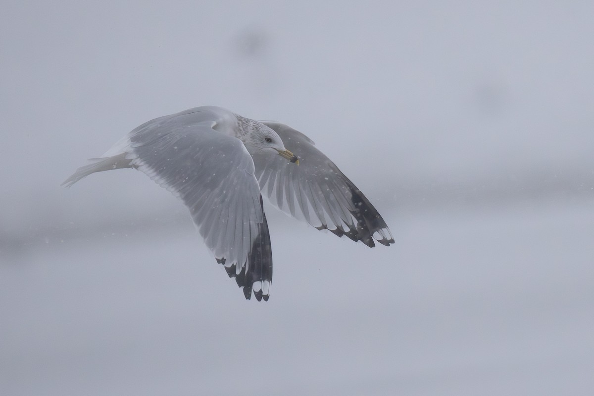 Ring-billed Gull - ML647299519