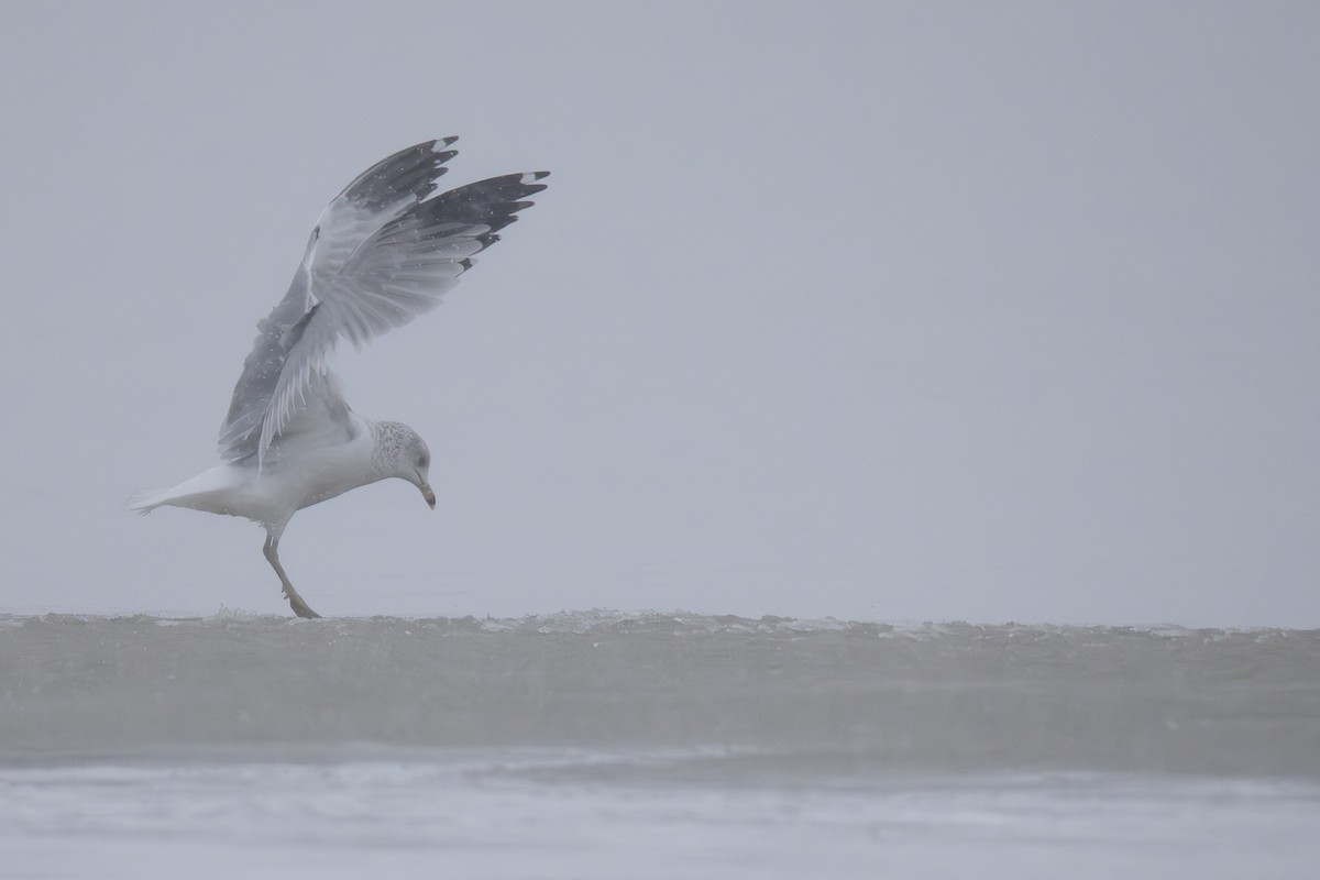 Ring-billed Gull - ML647299520