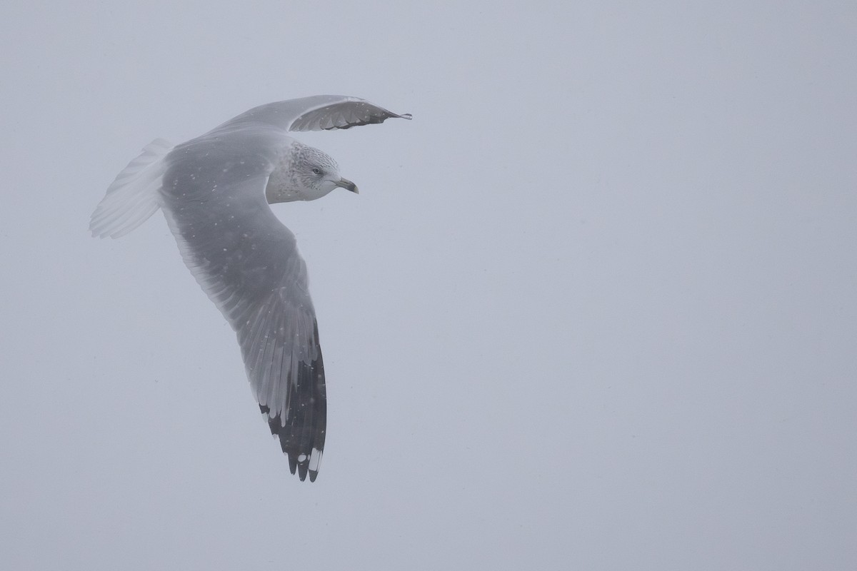 Ring-billed Gull - ML647299521