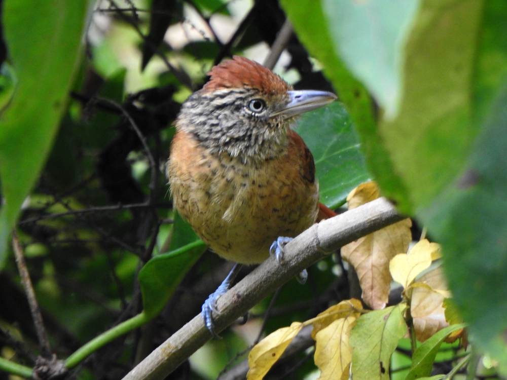 Barred Antshrike - ML647299525