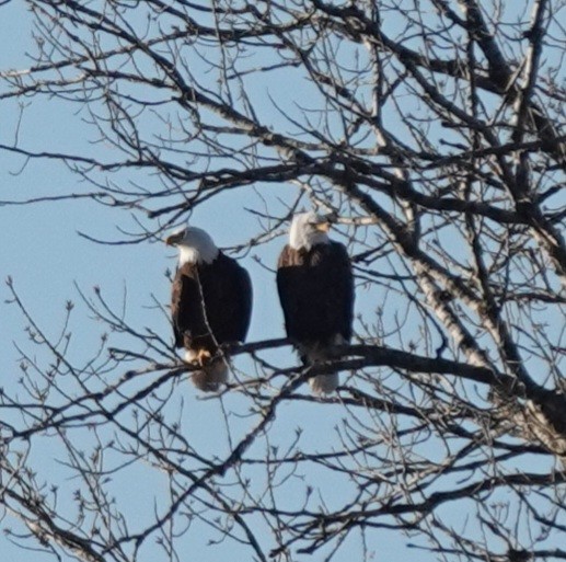 Bald Eagle - ML647299530