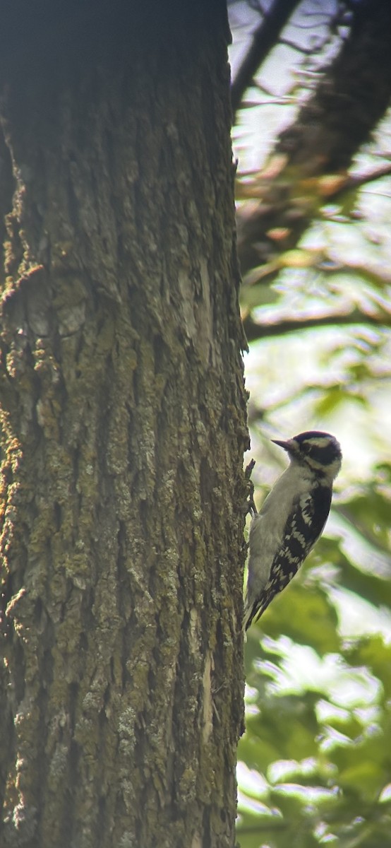 Downy Woodpecker - ML647299532