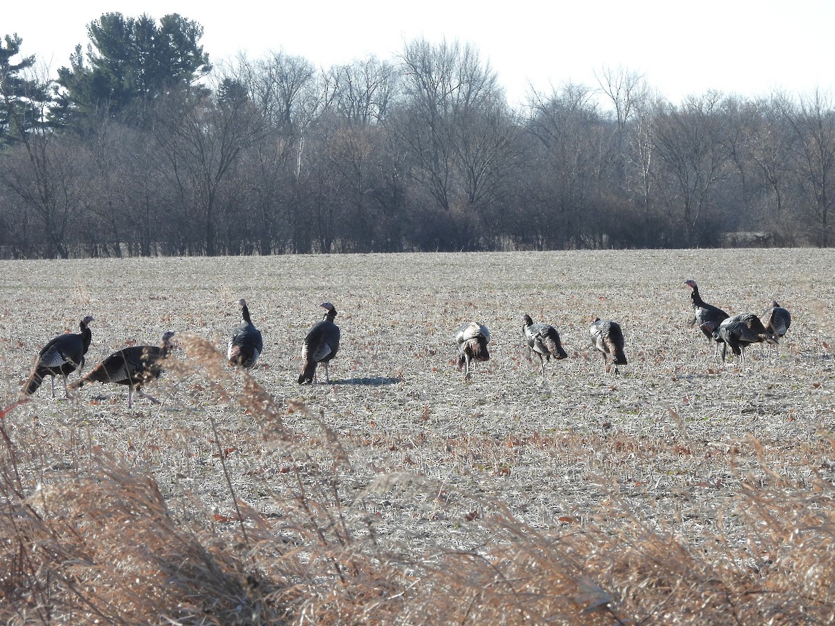 Wild Turkey - ML647299537