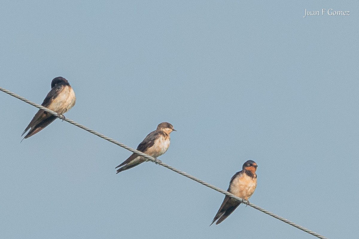 Barn Swallow - ML647299538