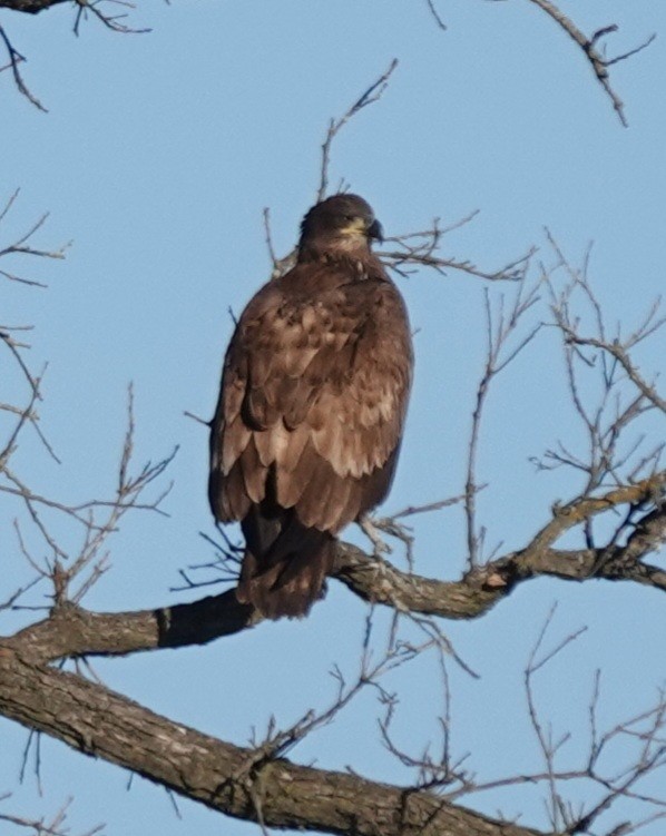 Bald Eagle - ML647299539