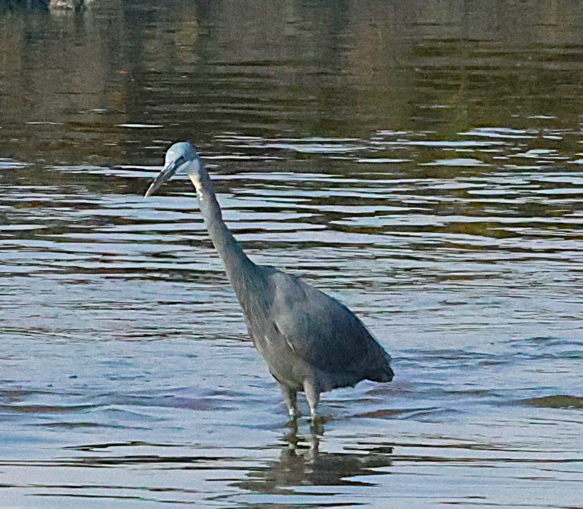 Küstenreiher - ML647299542