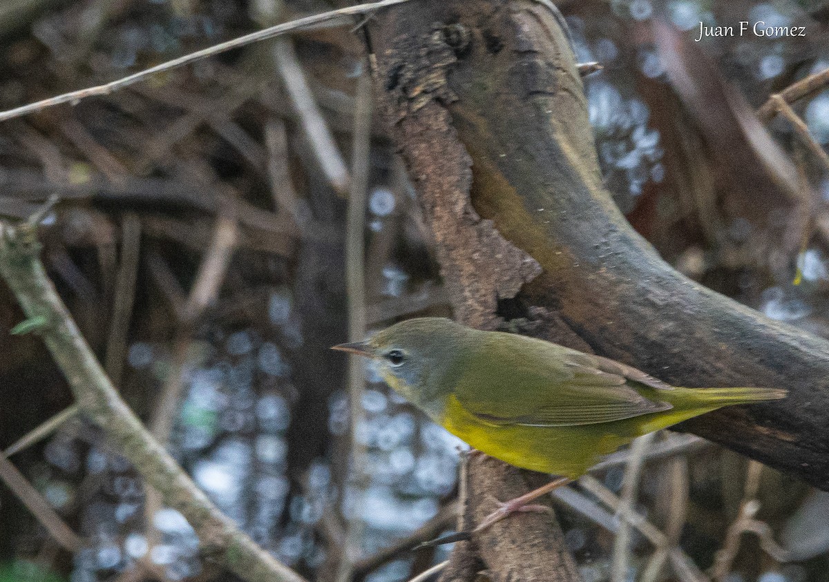 Цитринка чорновола - ML647299552