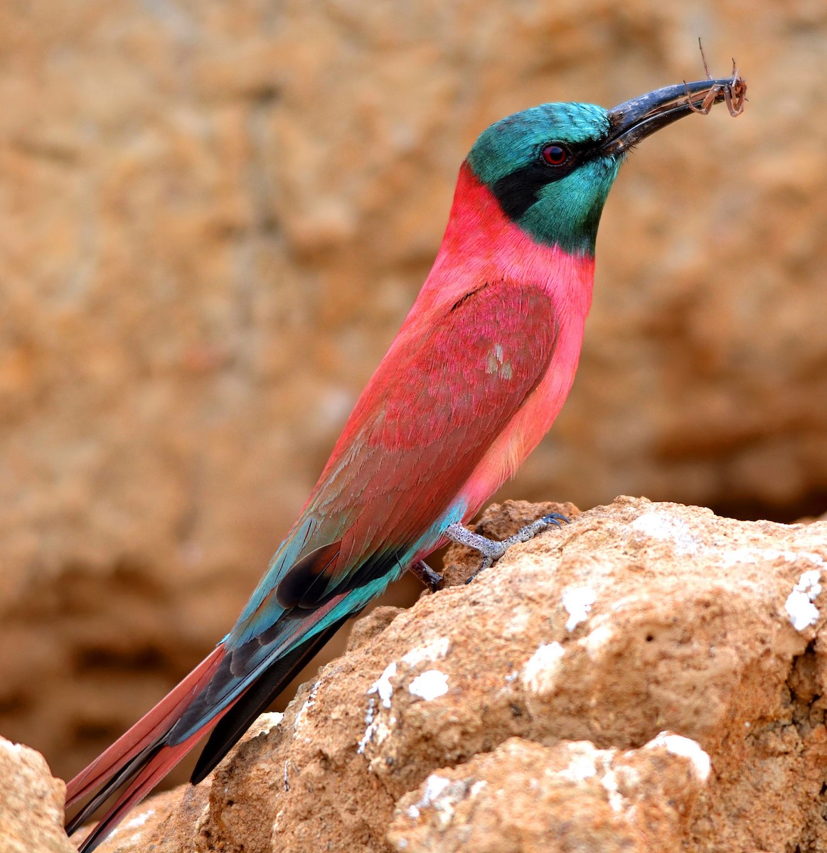 שרקרק ורוד - ML647299553