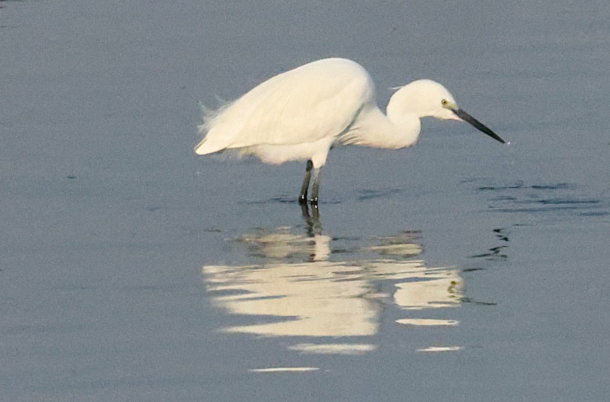 Seidenreiher - ML647299560