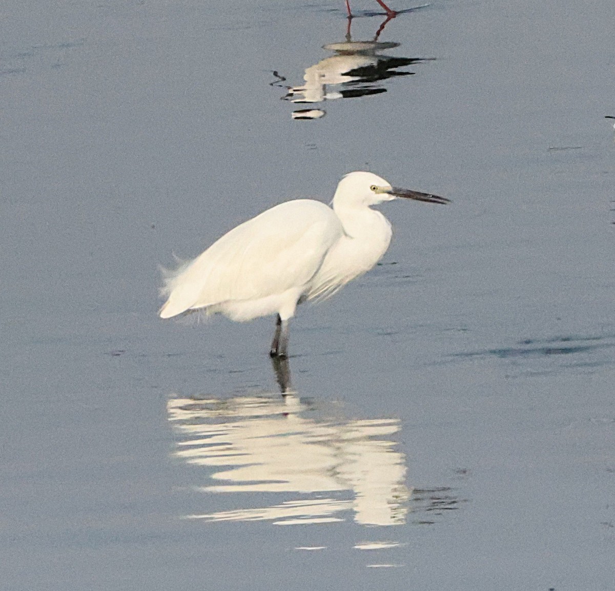 Seidenreiher - ML647299561