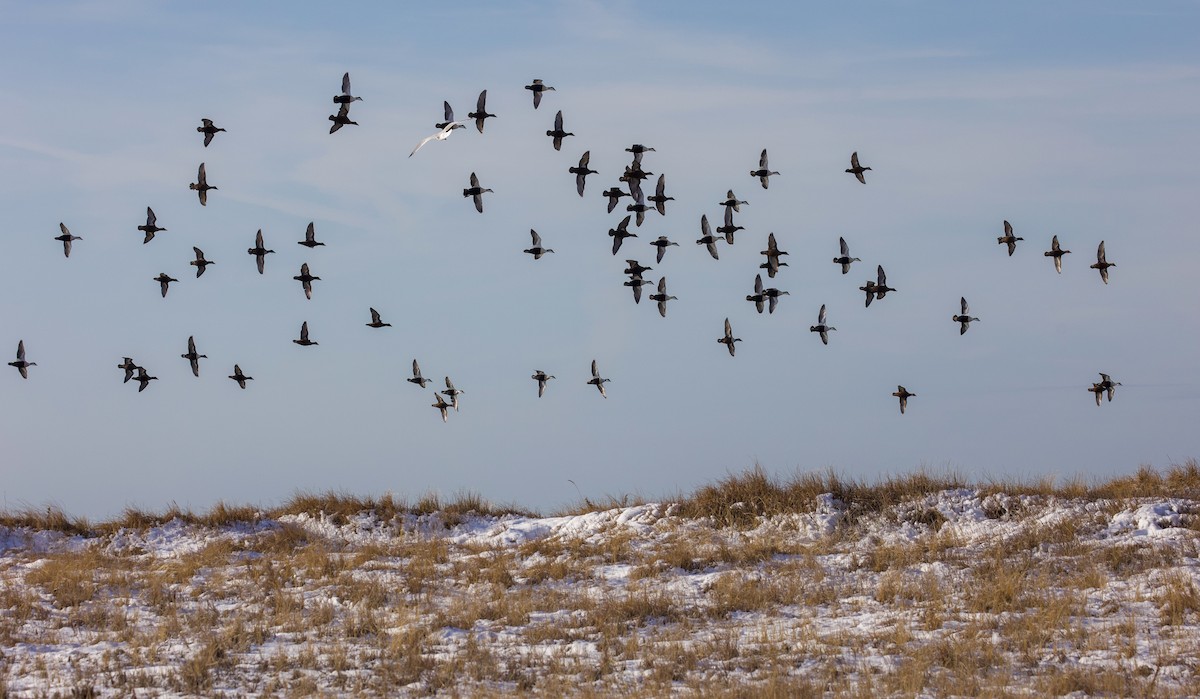 Common Eider - ML647299562