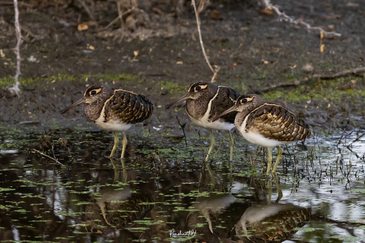 Greater Painted-Snipe - ML647299573