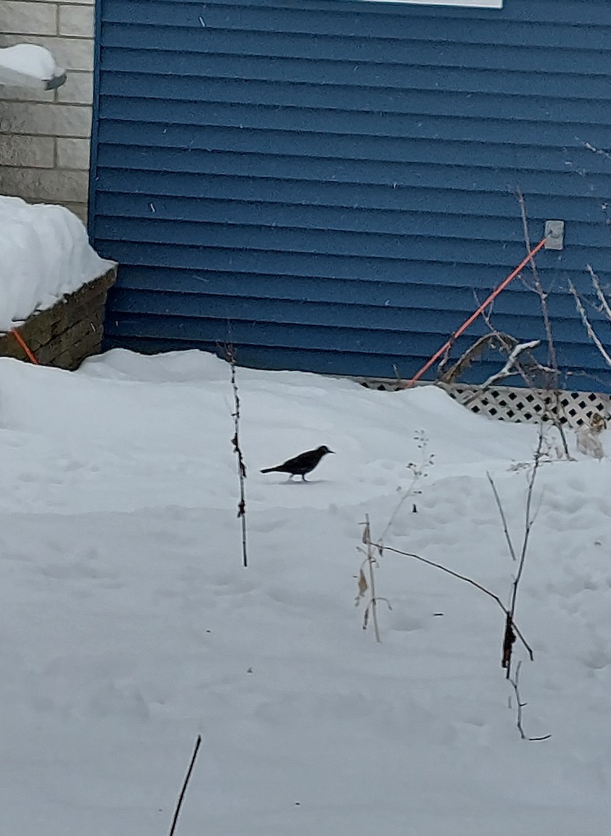 クロムクドリモドキ - ML647299579